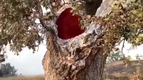 Fire burning inside a tree after it was struck by lightning.