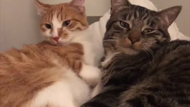 Adorable Cute little cat grown up too fast 😍😺