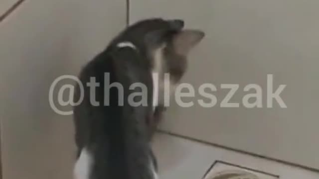 🐈See How Cats Are in Brazil 🐈Funny Cats 2021🐈