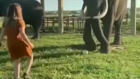 Cool Elefant football playing with cute girl video