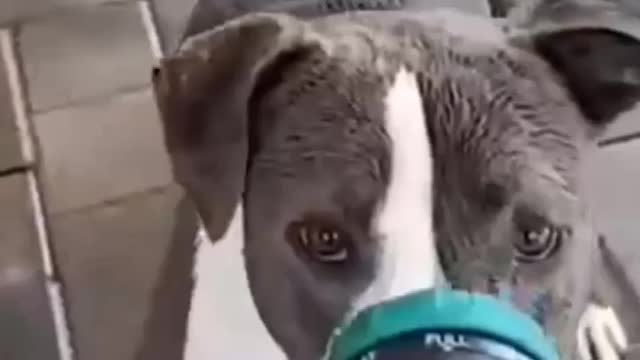 Cute Dogs Gets Shower Suddenly in Amazing way