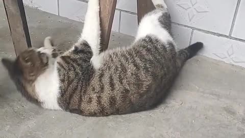 The cat doing?