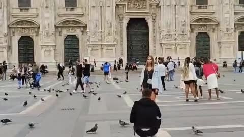 dating pigeons