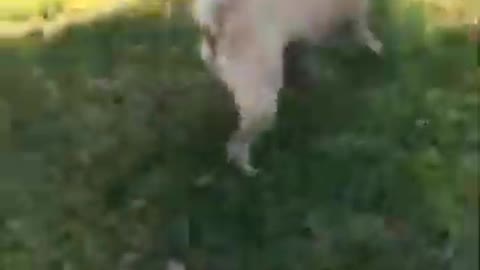 .BENTLEY EATS A BUTTERFLY - Vine_Instagram