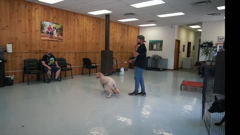 SEPERATION ANXIETY DOG TRAINING FOR FEARFUL DOG (TRANSFORMATION)