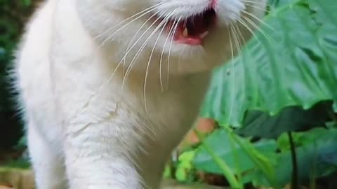 white cat walking in the wild