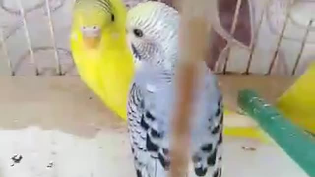 Birds are unique and rare animals