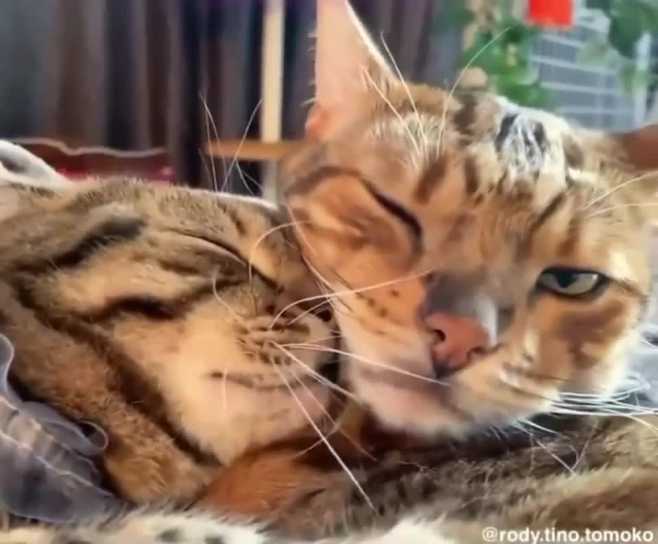 Hugs And Kisses Meow Love