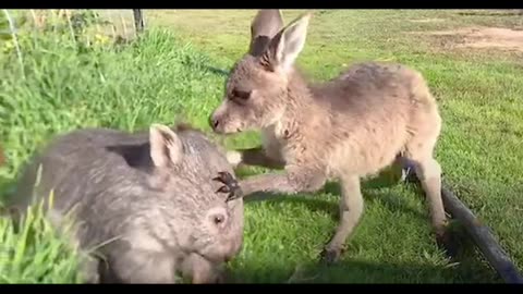 Kangaroo and wombat story