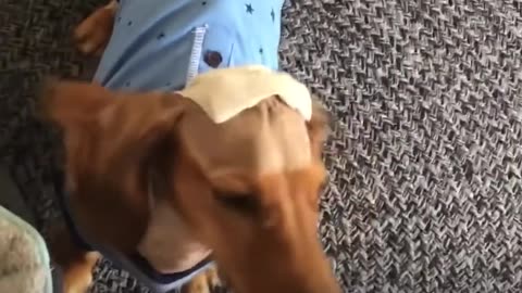 Watch This Little Dog Make The Craziest Recovery - NOODLES | The Dodo