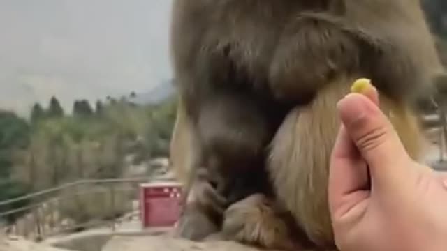 Funny monkey