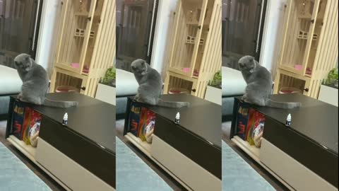 Funny Cats and Kittens Meowing Compilation