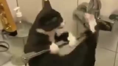 kitten juggler