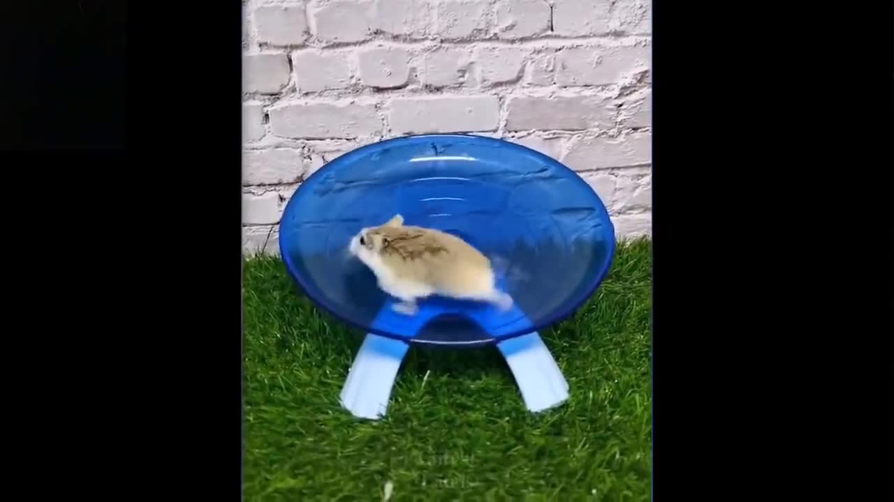 💗Cute And Funny Pets _ Try Not To Laugh To These Pets Compilation