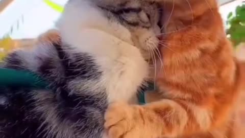 I love you 😍 and. I trust you ❤️ |#shorts #viral #catlover