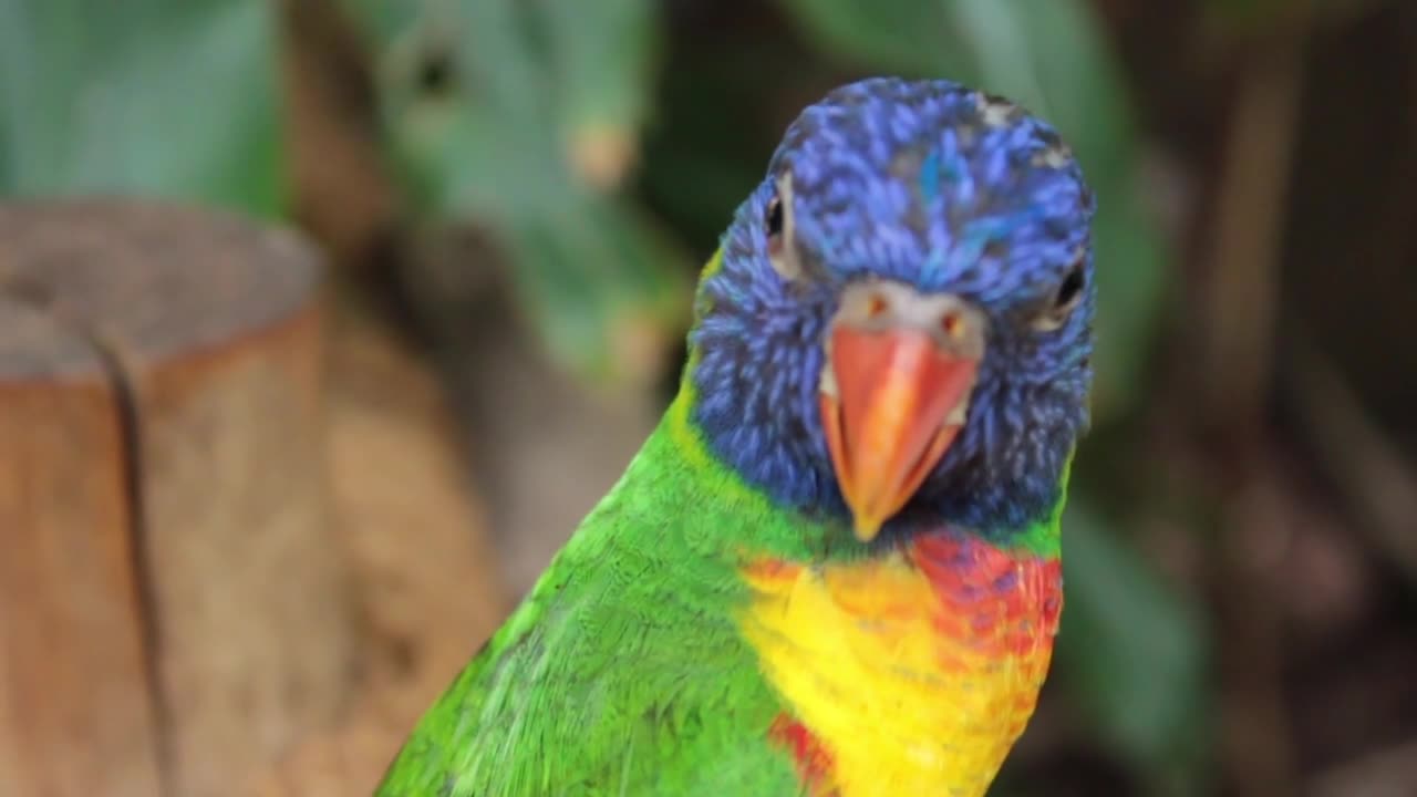 Lovely Parrot