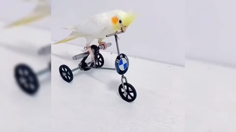 Formula one race parrot 😅😅