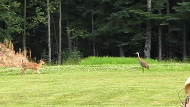 Fawn Scared off By Sandhill Crane