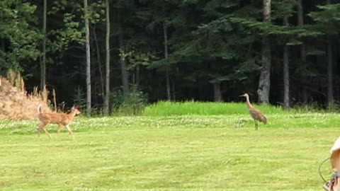 Fawn Scared off By Sandhill Crane