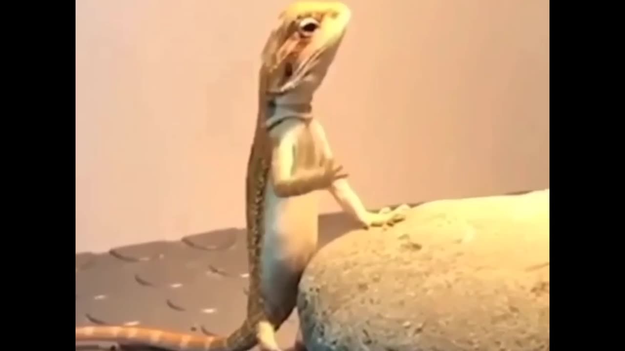 Tai Chi Lizard 😂😅🦎