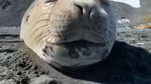seal sneezing