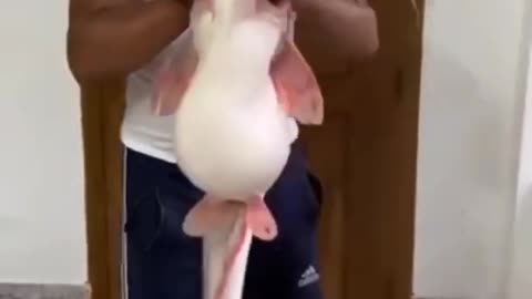 Monster Fish Caught on Camera