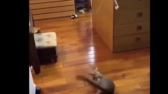 Funny Cats Compilation - Try not to laugh too much