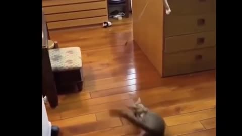 Funny Cats Compilation - Try not to laugh too much