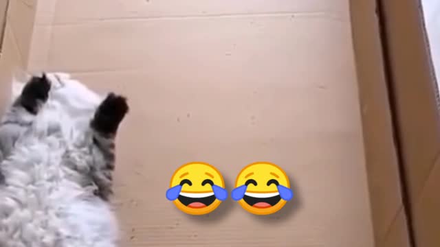 cute dogs video #shorts funny dog video viral video