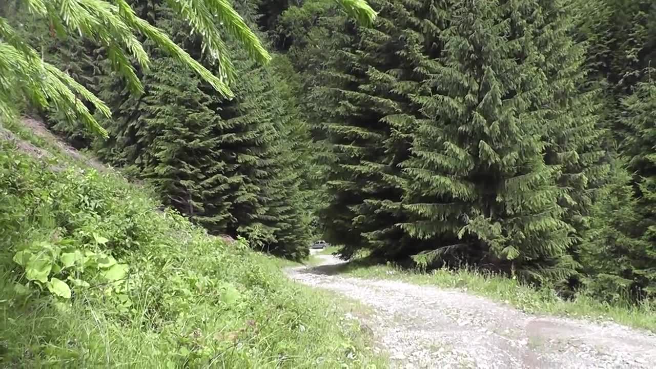 Forest and birds sounds