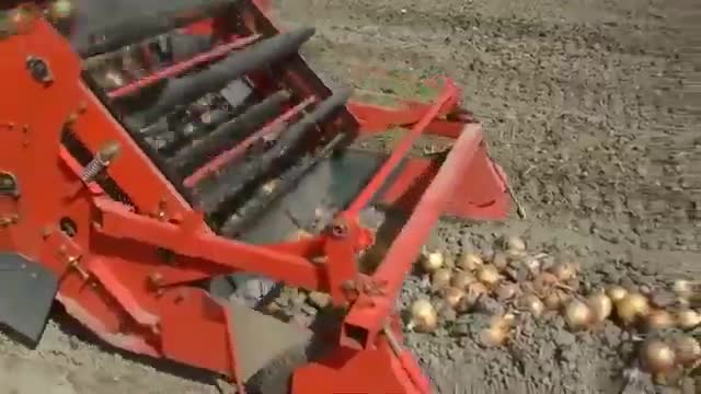 Asian Onion Cultivation - Onion Farm And Harvest - Asian Agriculture Technology Farming