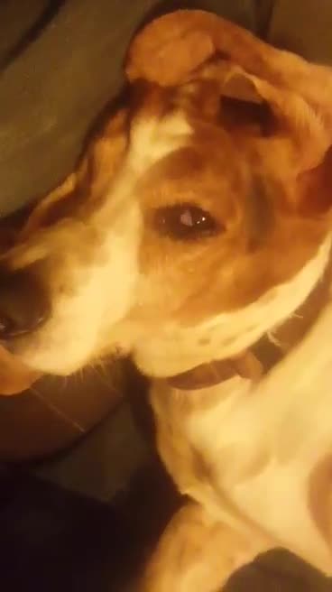 basset dog gets belly rub