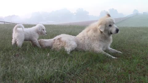 Dog and puppy play in front of majestic scenery