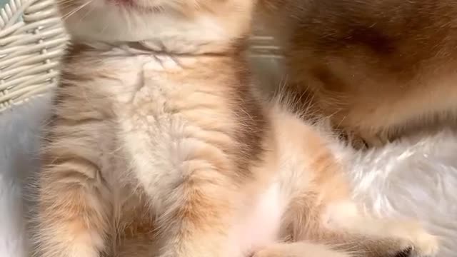 Meow meow | cute kittens
