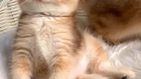 Meow meow | cute kittens