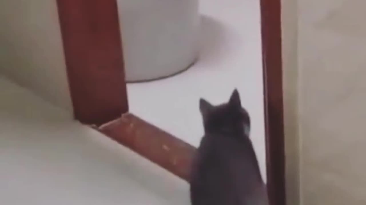 Funny cat 🐈 video 🤣📸🤣