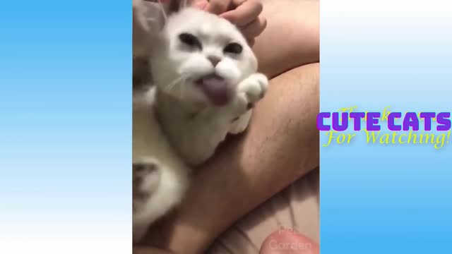 Funny & Cute Cat Videos Compilation