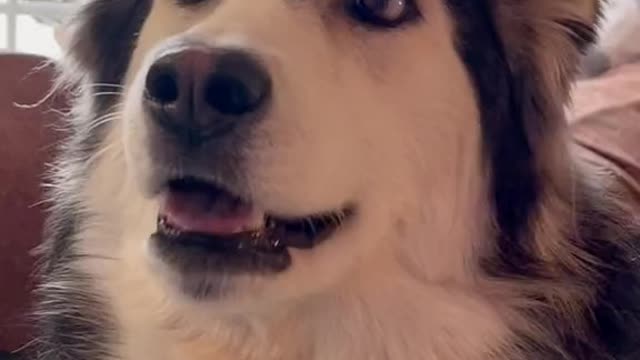 Nice dog