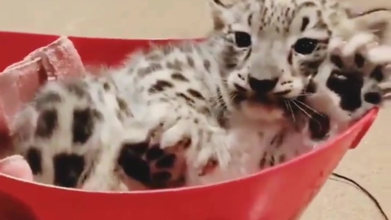 Rescue to Recovery: Baby Snow Leopard’s New Life! ❄️🐾👶🦁❤️👩‍🔬