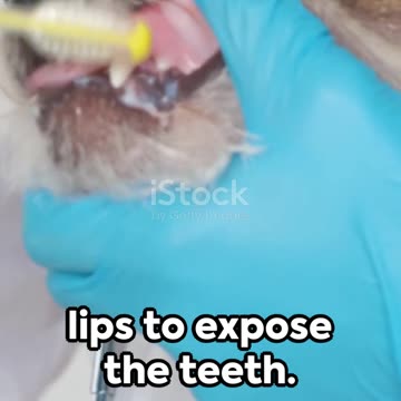 DIY Doggie Dental Care Breathe Easy #petgrooming #diypetcare #dogdentalhealth #dogsmile