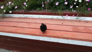 A beautiful dove on a bench.