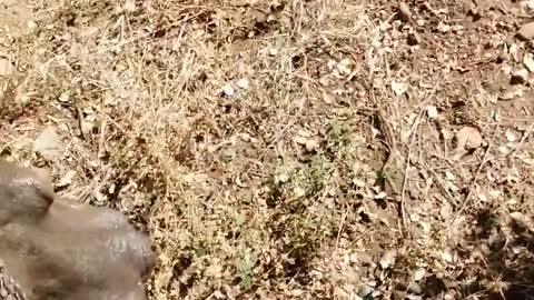 Man Forced into Tree After Hippo Charge