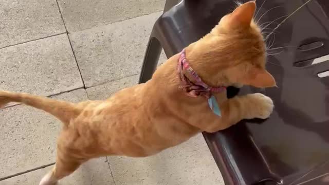 a cat pushing a chair