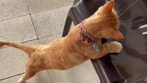 a cat pushing a chair