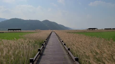 An endless field of reeds