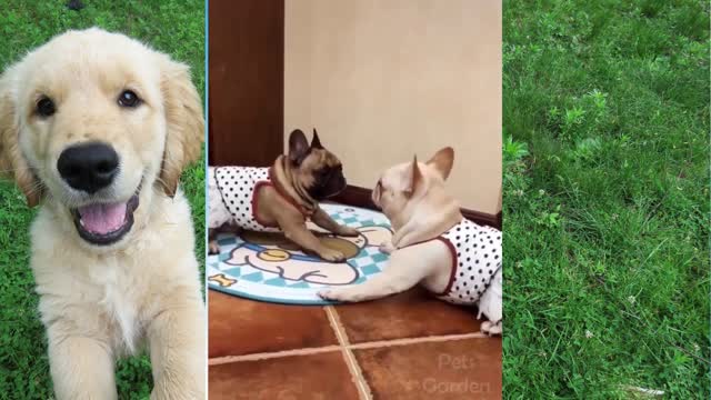 funny and cute dog and cats