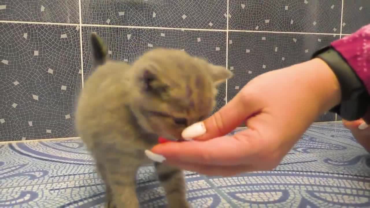 Kitten does not bath and meows