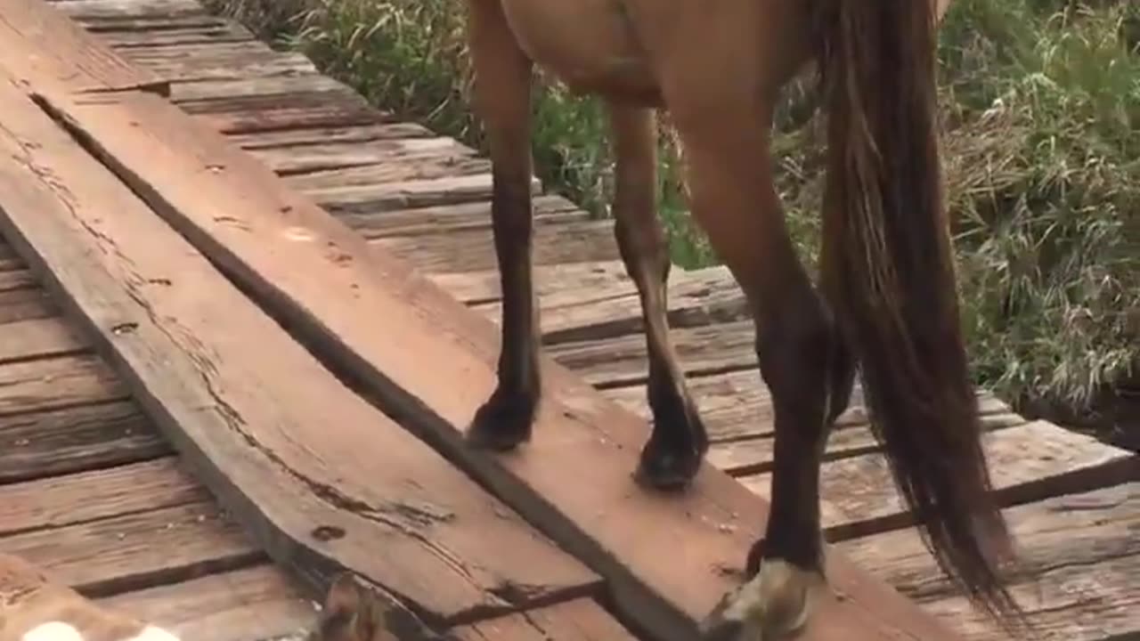 This baby horse was stuck on a bridge until a guy come along and refused to leave him there