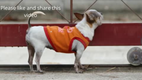 Cute Baby Dogs video Clips _ Funny and Cute dogs _ world of cats(720P_HD).mp4
