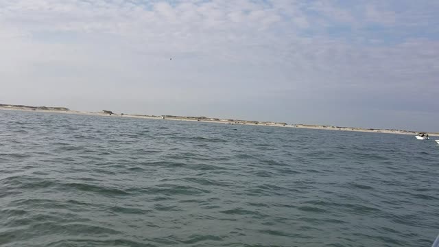 Whale seen off of Island Beach State Park (NJ)